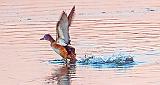 Duck Taking Flight_DSCF6453